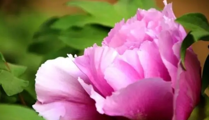 揭秘牡丹花卉 中国国花背后的千年文化传奇