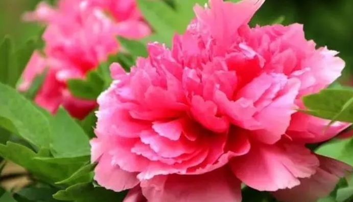 牡丹花的开花期养护方法有哪些？