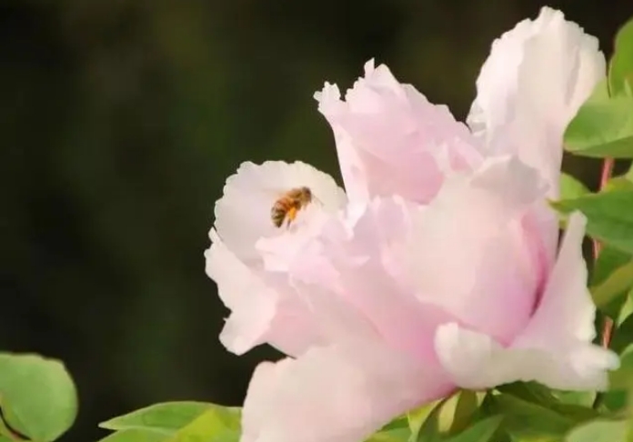 我养的牡丹花为什么不开花呢?