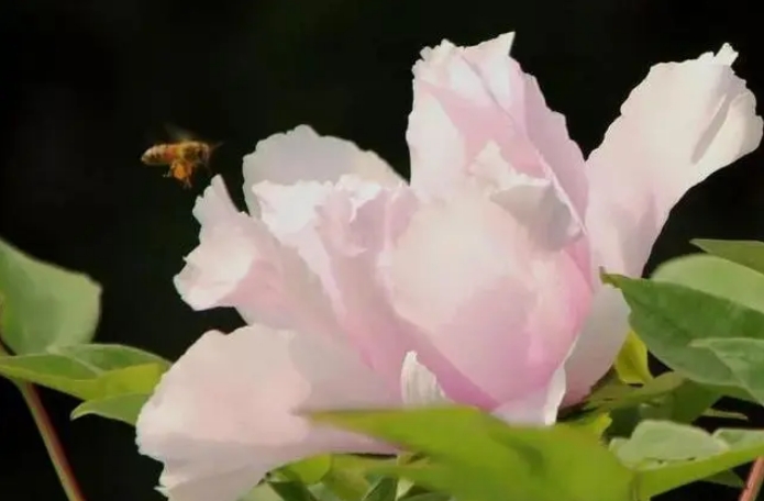 牡丹花的在夏季的时候多久浇一次水？