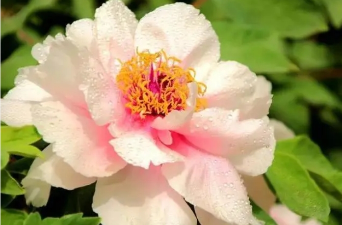 别让你的牡丹花苗失去光彩 掌握这些简单步骤让花儿盛开如云海