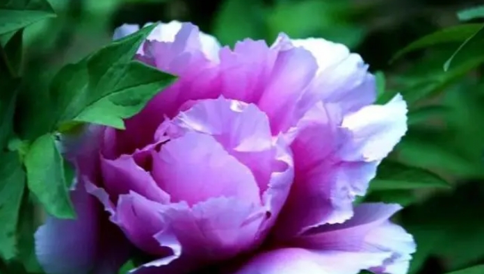 牡丹花代表的花语是什么？