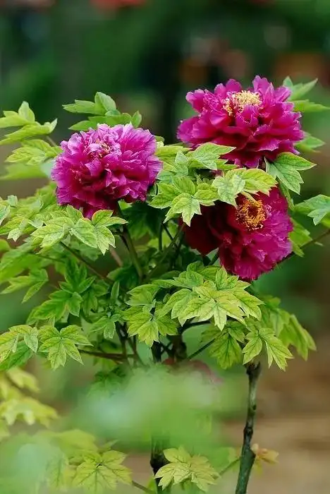 什么季节是种植牡丹花的最佳时期？