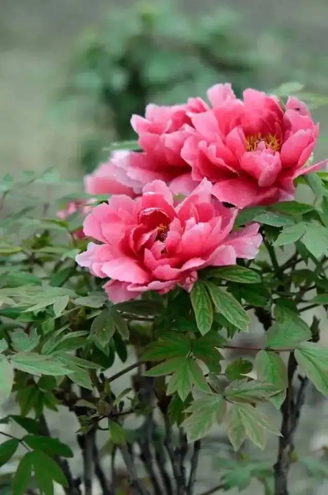 每朵牡丹花花语背后都有哪些浪漫传说？