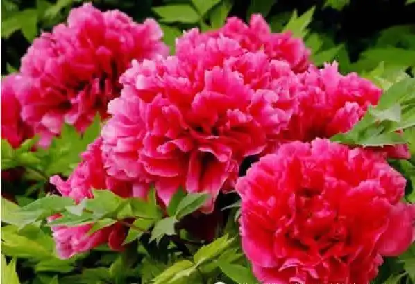 牡丹花在什么时候种植种子比较合适？