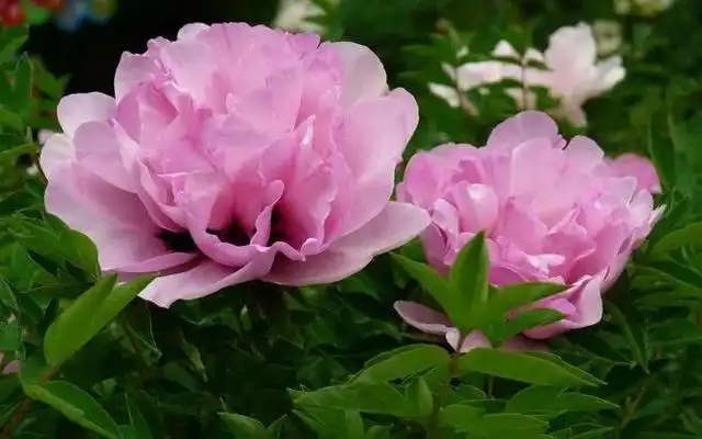 牡丹花在花卉种植中都有哪些种植技巧