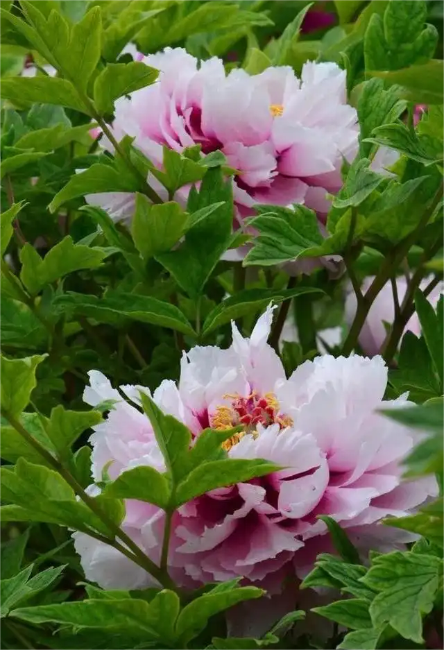 牡丹花病虫害叶斑病的防治