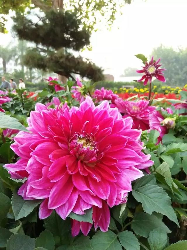 牡丹花病虫害牡丹紫纹羽病的防治