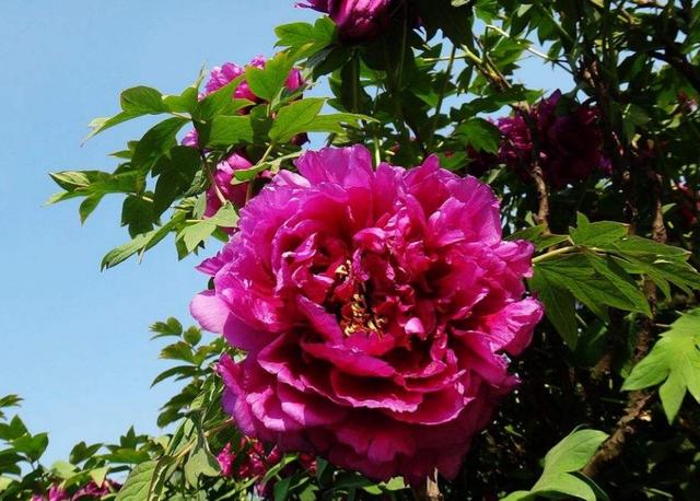 牡丹花从土壤选择到花期管理全攻略