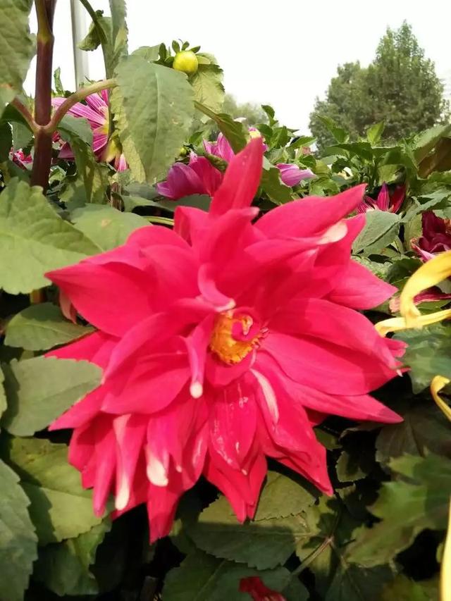 牡丹花在大棚中的种植需要注意哪些问题？