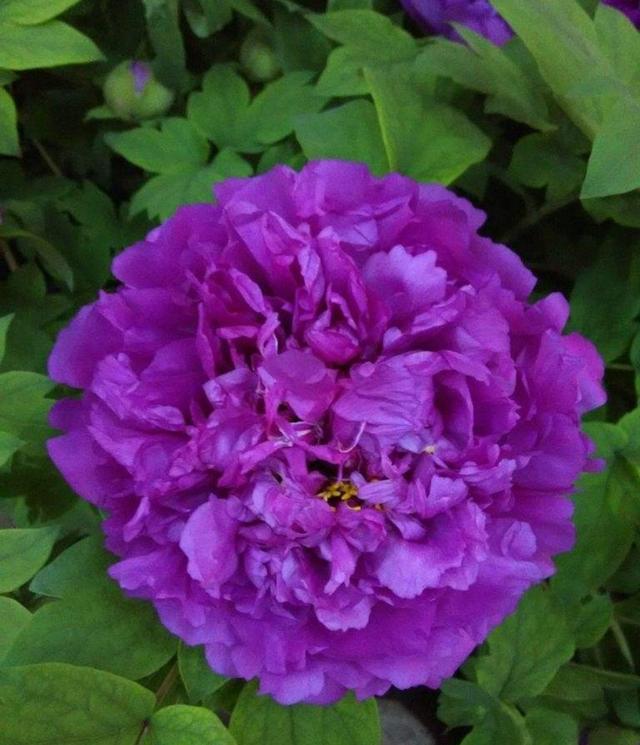 牡丹花在种植过程中的的光照管理