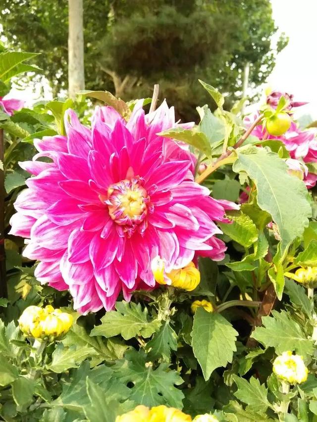 春日限定 牡丹花开的神秘时间表解锁