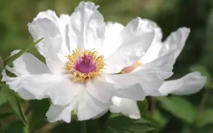 药用牡丹花和观赏牡丹花在种植上的区别？
