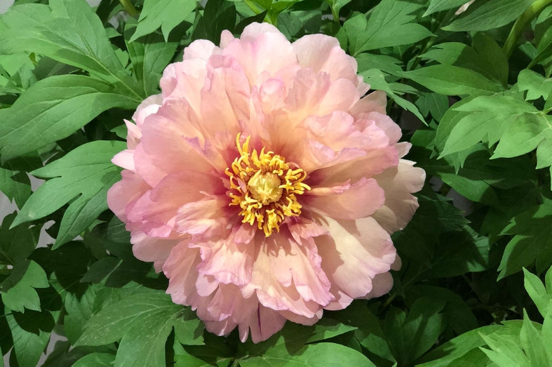 牡丹花种植从育苗到施肥的全过程
