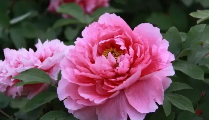 花中之王牡丹的栽培技术