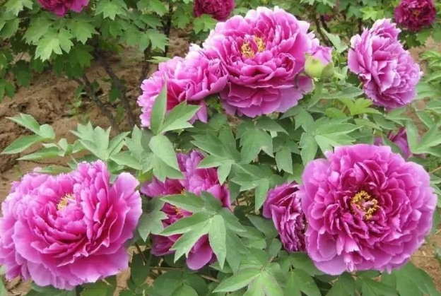 牡丹花花期大概有多久?