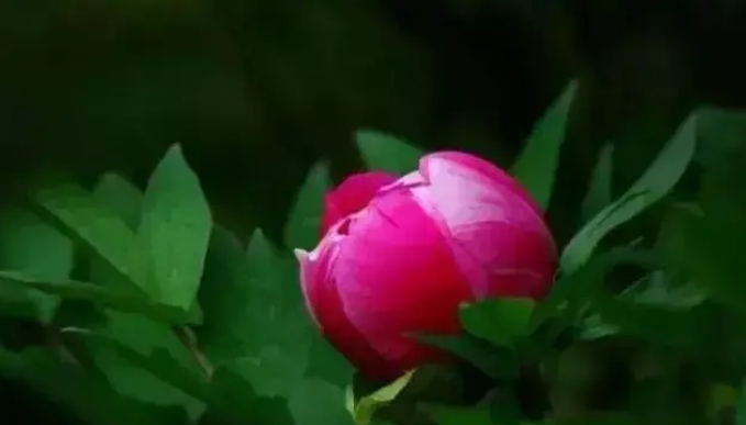 说一说国花牡丹的发展史–近代