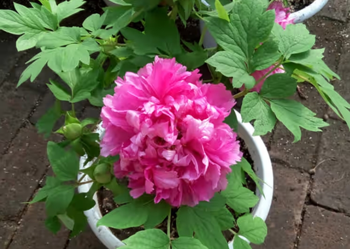 牡丹花扦插生根发芽的季节是在什么时候