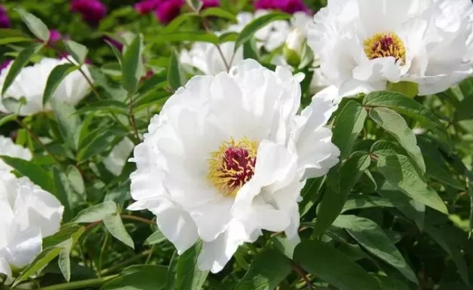 如果预防牡丹花种植过程中的病虫害