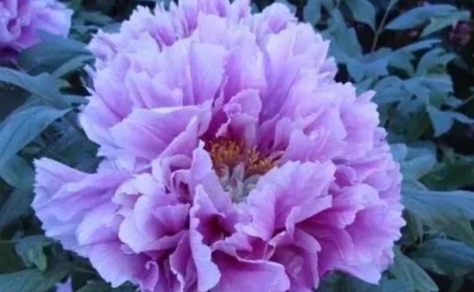 牡丹花在种植过程中是如何去芽与除草
