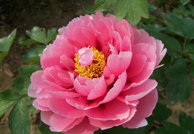 牡丹花怎样剪枝才最科学？