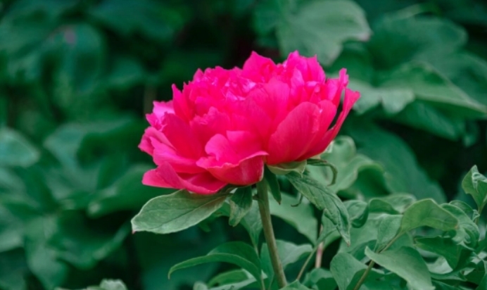 分享一些牡丹花的换芽嫁接方法