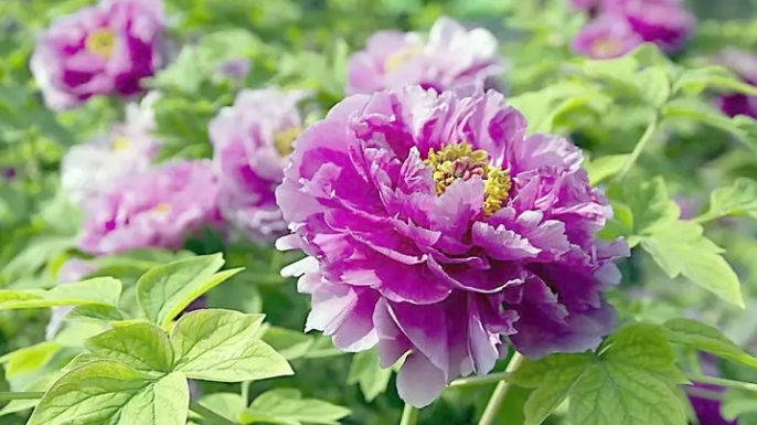 牡丹花在春季和夏季的种植与养护方法