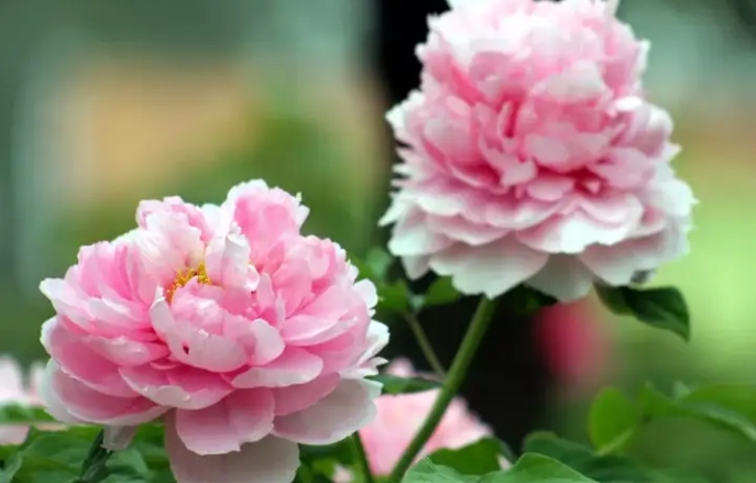 牡丹花在花圃中常见的病虫害有哪些?