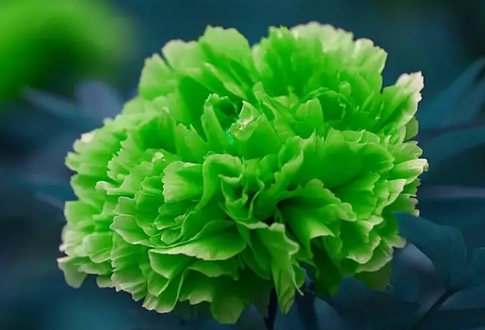牡丹花如何防范蚜虫和蛴螬的病虫害