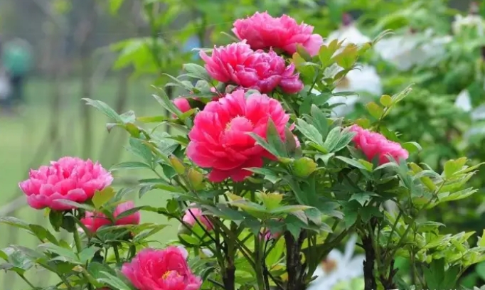 牡丹花在我国的种植历史和观赏价值