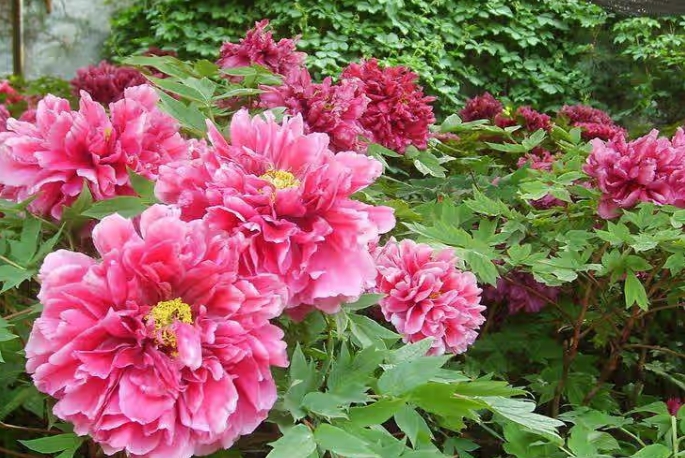 牡丹花在四季里面都要做好哪些防护