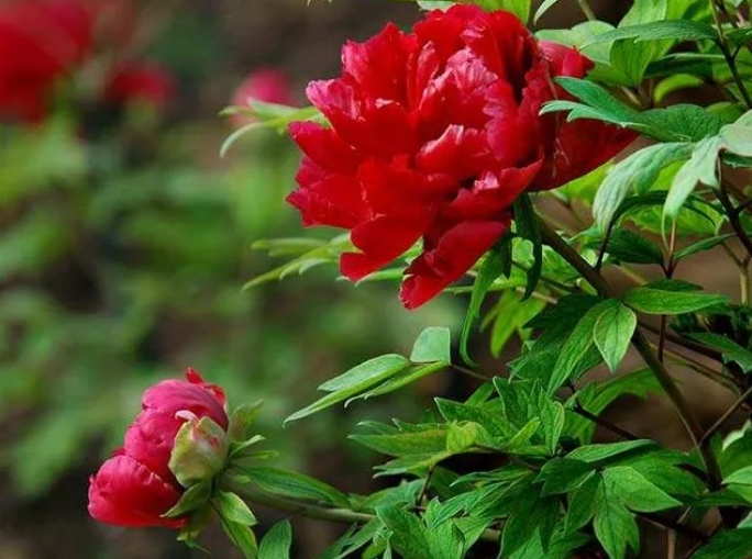 如何给春季的牡丹花松土除草和修枝维护