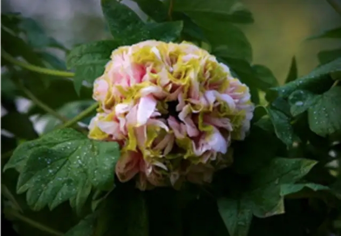 牡丹花种植如何浇水施肥与松土除草