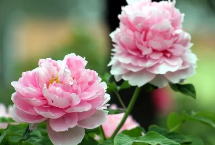 牡丹花的繁殖方法和分株嫁接与扦插