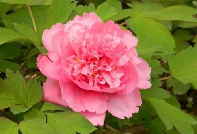 牡丹花在不同季节中的防护措施有哪些