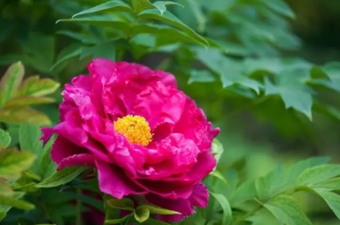 牡丹花在市场中的价格和种植知识有哪些?